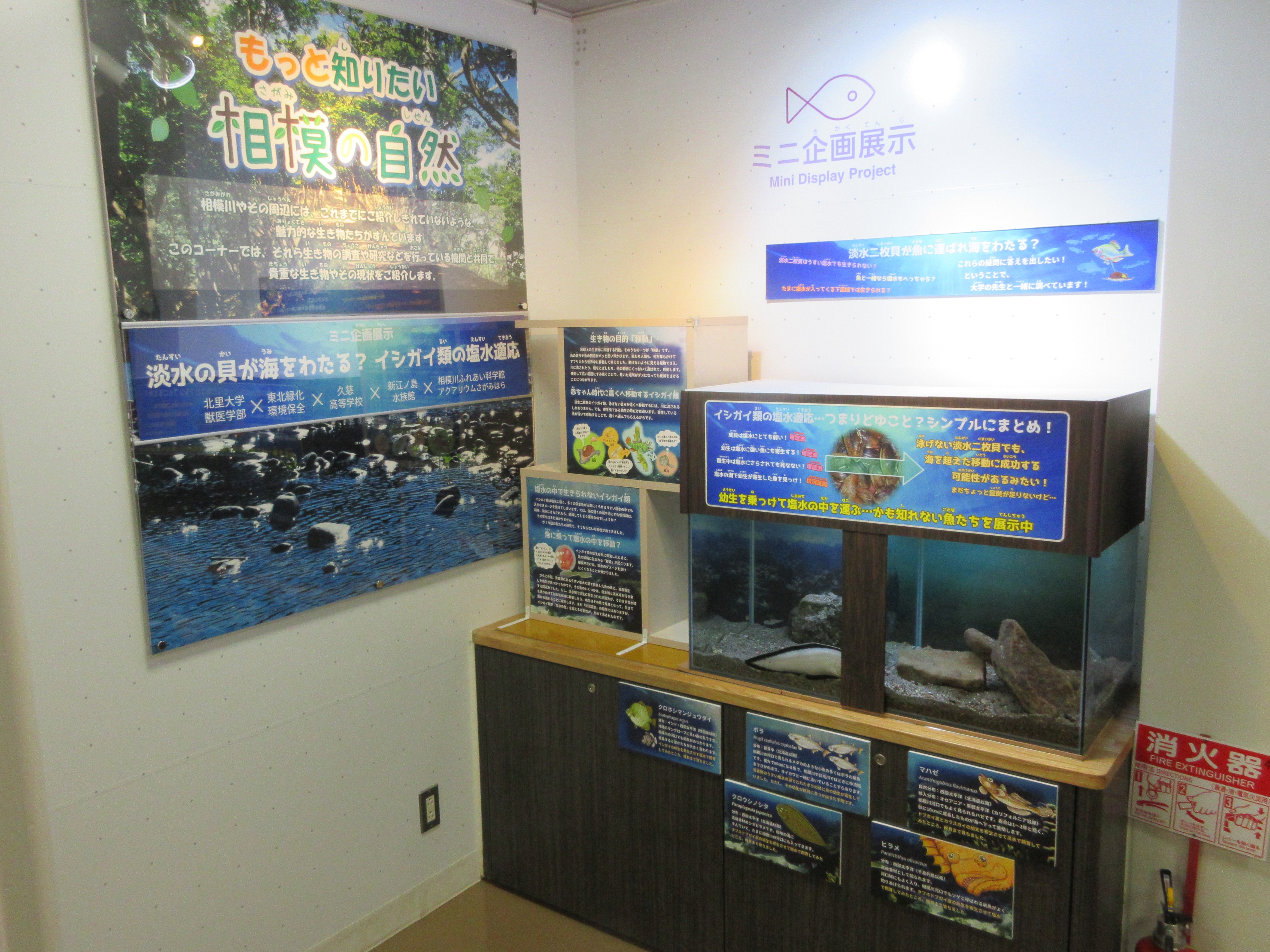 貝の赤ちゃん⑤ - 相模川ふれあい科学館 アクアリウムさがみはら