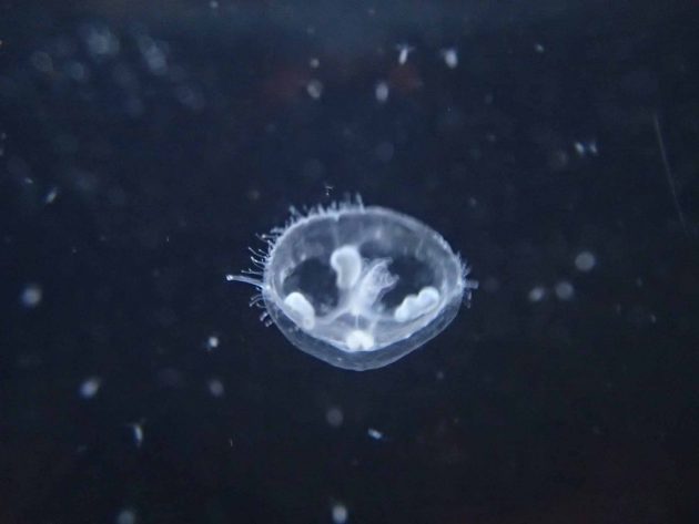 淡水にすむクラゲ 相模川ふれあい科学館 アクアリウムさがみはら