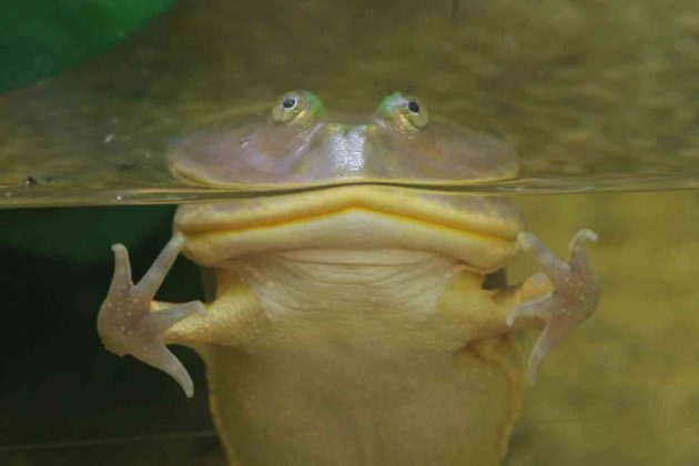 カエルの顔と じゃあこれは 相模川ふれあい科学館 アクアリウムさがみはら