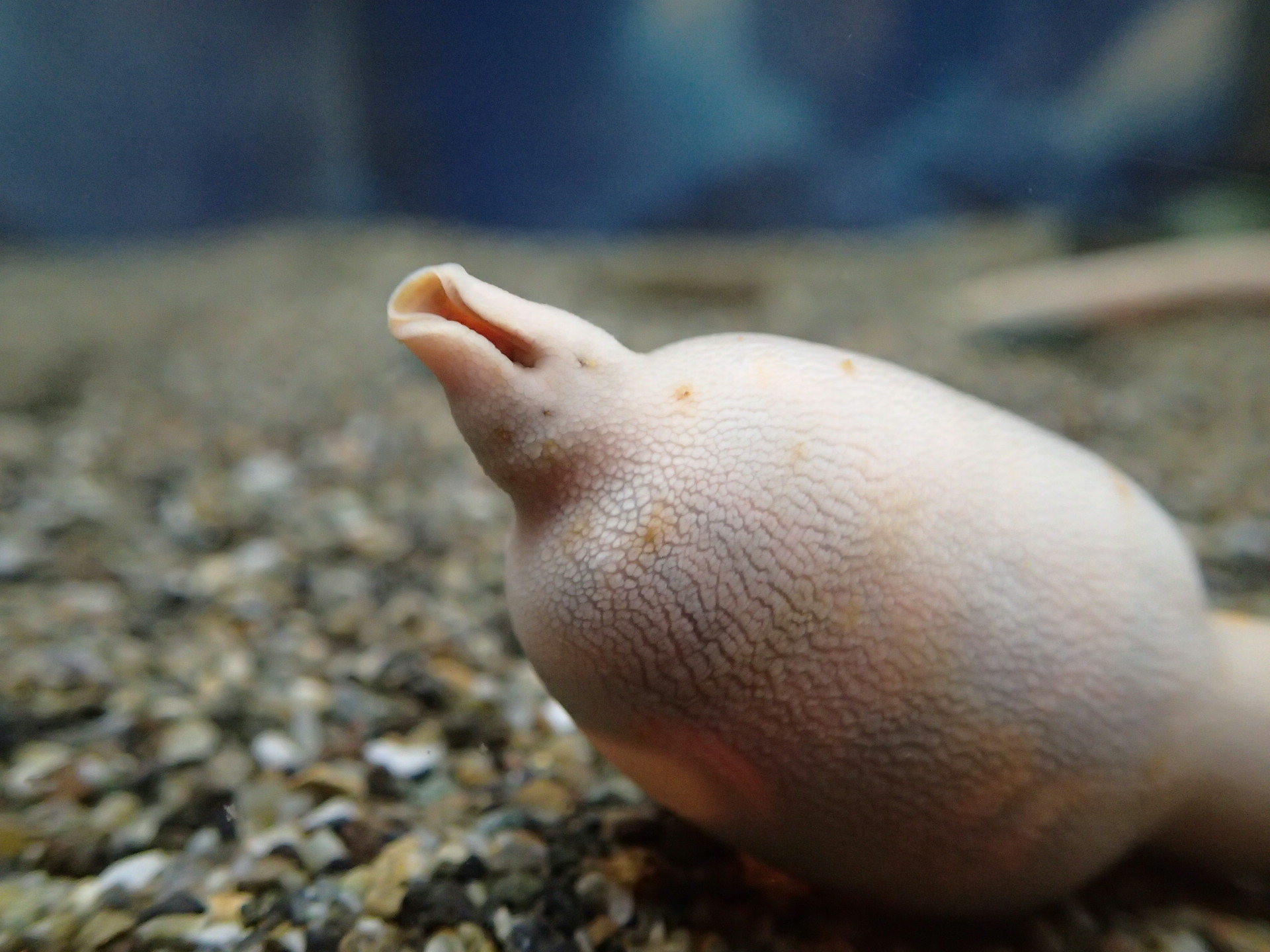 釣り餌となる生き物たち 相模川ふれあい科学館 アクアリウムさがみはら