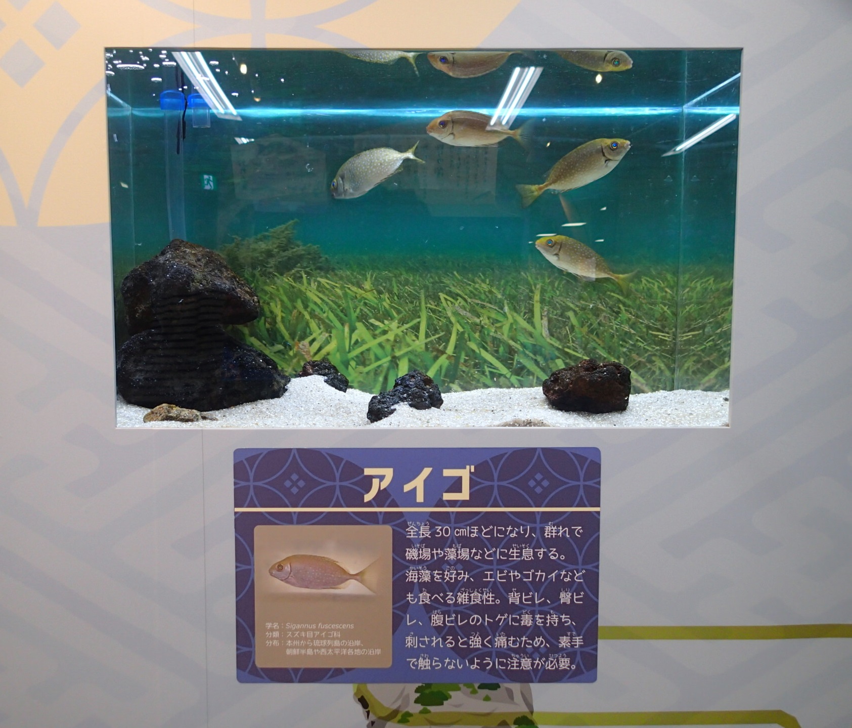 釣りはじめ 毒のある魚 相模川ふれあい科学館 アクアリウムさがみはら