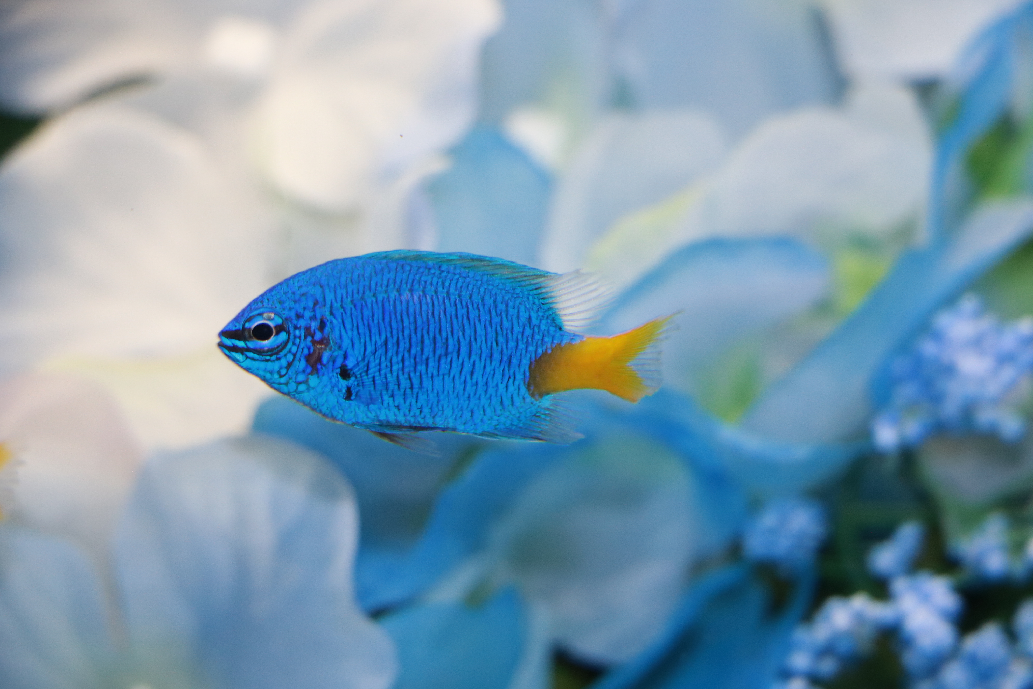 アジサイの季節 相模川ふれあい科学館 アクアリウムさがみはら