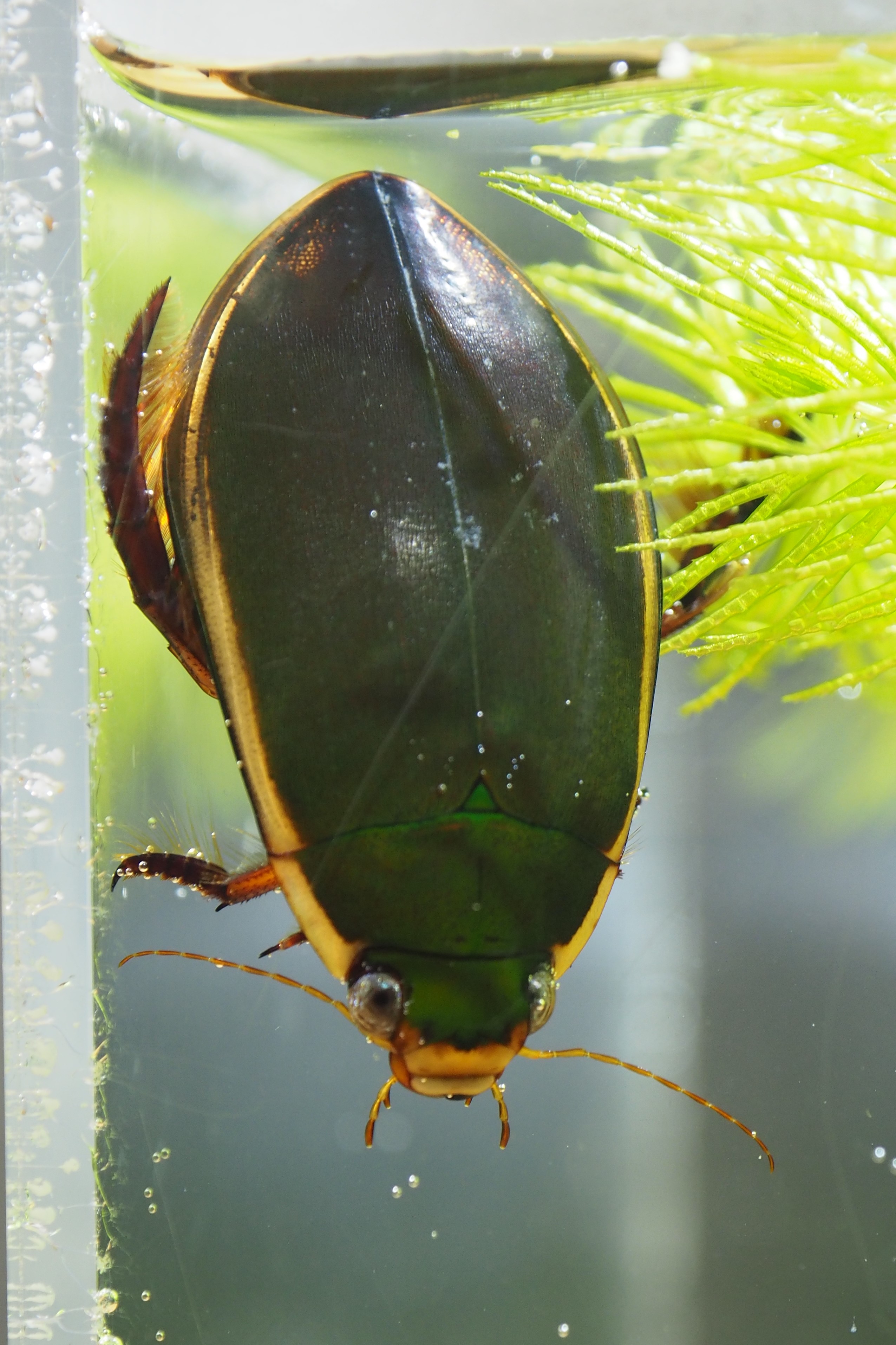 寝ても覚めてもゲンゴロウ Part 1 相模川ふれあい科学館 アクアリウムさがみはら