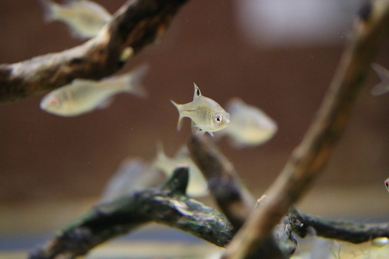 タナゴ水槽 相模川ふれあい科学館 アクアリウムさがみはら