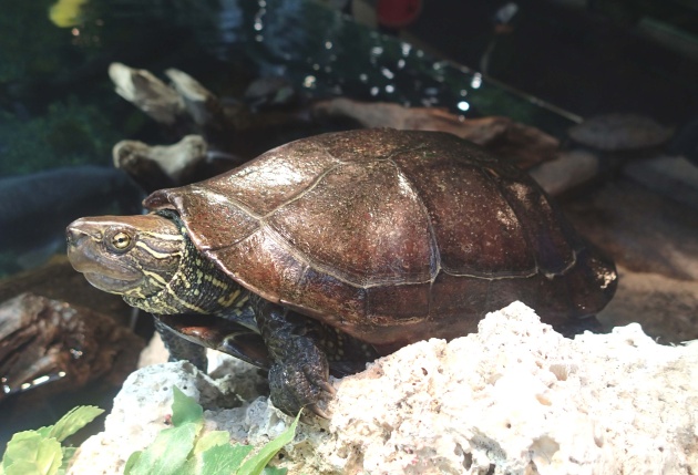 小川の実験・観察テーブル