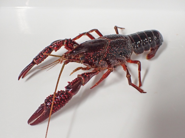 田んぼの生き物水槽