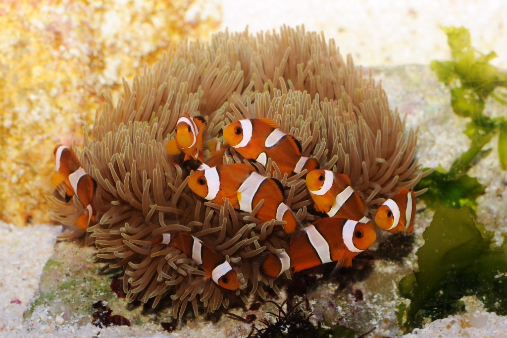 カクレクマノミ