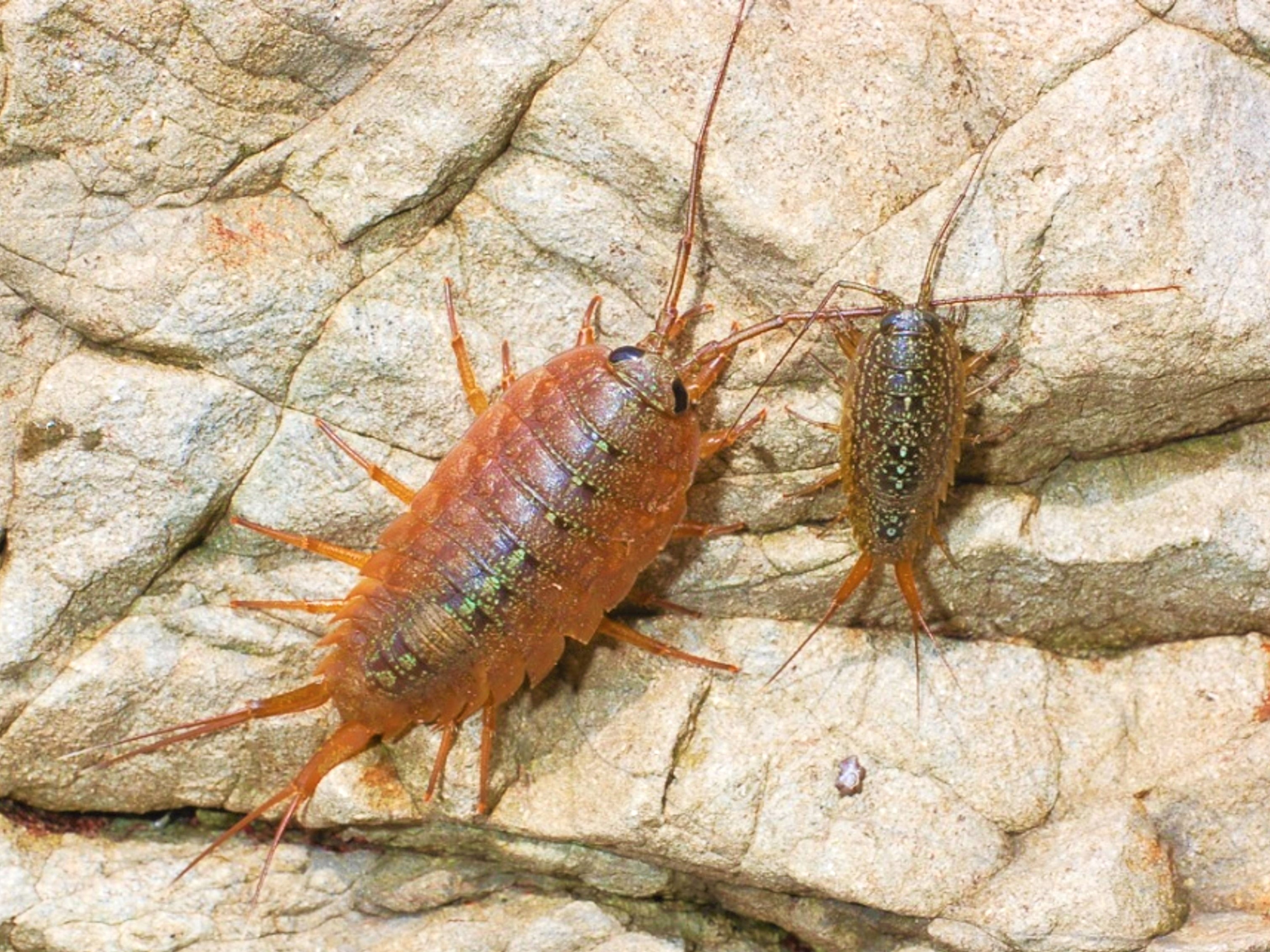 フナムシの不思議 - 相模川ふれあい科学館 アクアリウムさがみはら