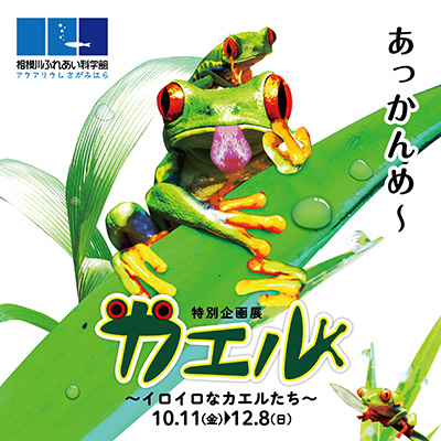 特別企画展「カエル ~イロイロなカエルたち~」