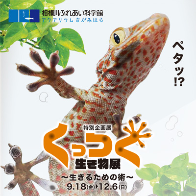 特別企画展「くっつく生き物展 ~生きるための術~」