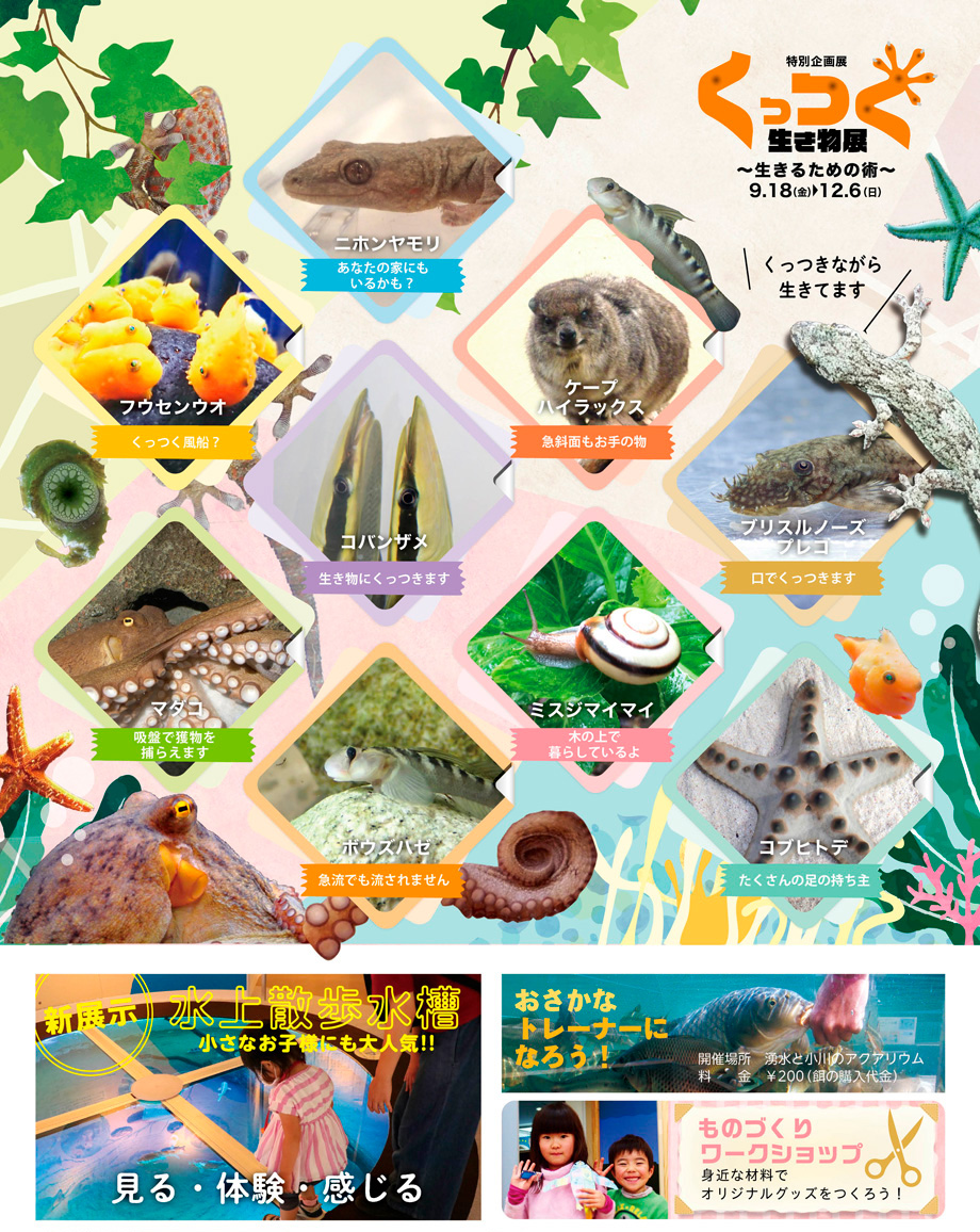 特別企画展「くっつく生き物展 ~生きるための術~」